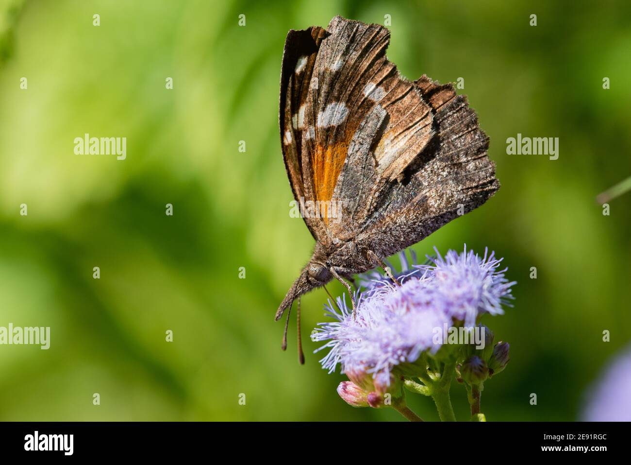 An American Snout butterfly feeding froma wildflower in the LRGV. Stock Photo