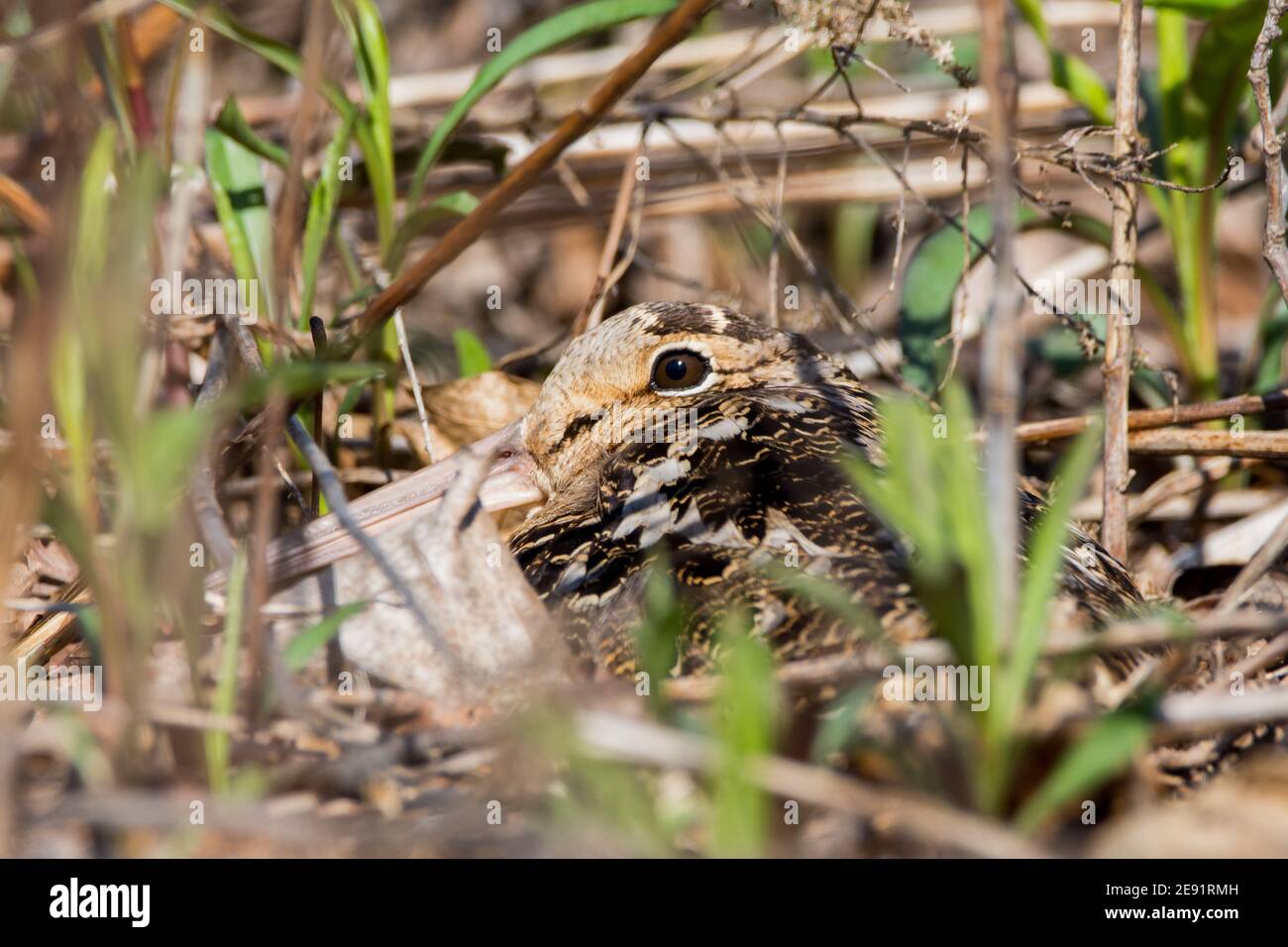 American Woodcock sitting on her nest hidden in the brush. Stock Photo