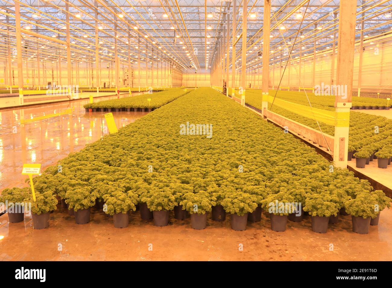 Osterweddingen, Germany. 28th Jan, 2021. Young basil plants stand in the  "Brdegarten" greenhouse of WIMEX GmbH. The seven-hectare greenhouse in the  south of Magdeburg currently produces 2.5 million herbs of five different