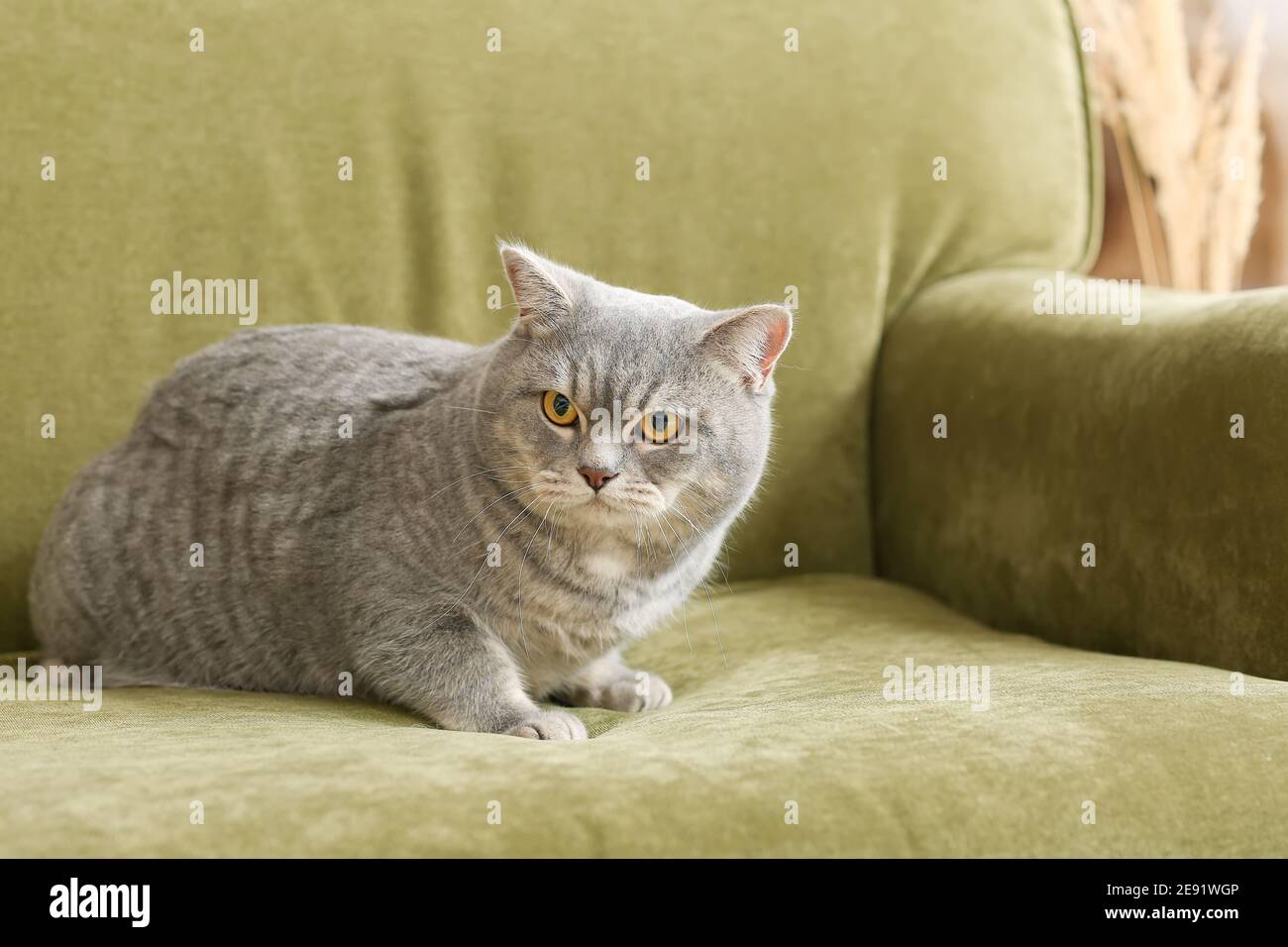 Cute grey cat on sofa at home Stock Photo - Alamy