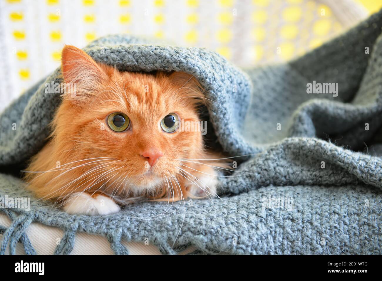 Cute cat with warm plaid at home. Concept of heating season Stock Photo