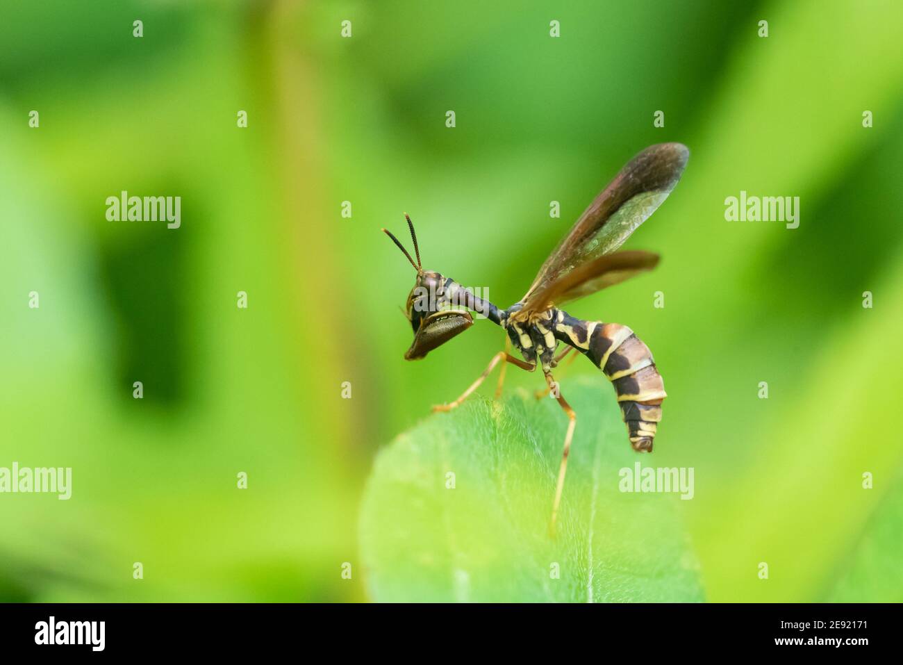 A Brown Wasp Mantidfly, a wasp mimic, in Wisconsin. Stock Photo