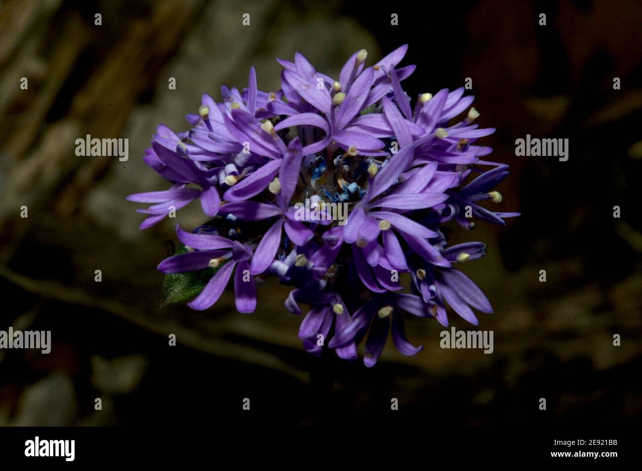 This Blue Pin Cushion (Brunonia Australia) has a hint of purple - suggesting the white balance of my camera is a little more sensitive to Infra Red. Stock Photo