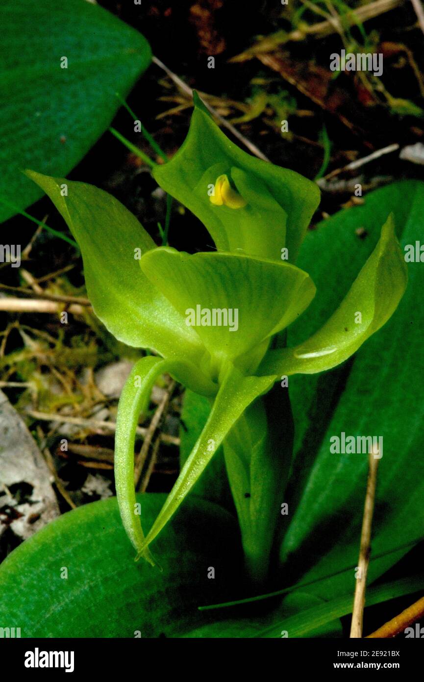 A rare Green Bird Orchid (Chiloglottis Cornuta) found in an area my books don't list for this species, growing in a colony of Common Bird Orchids. Stock Photo