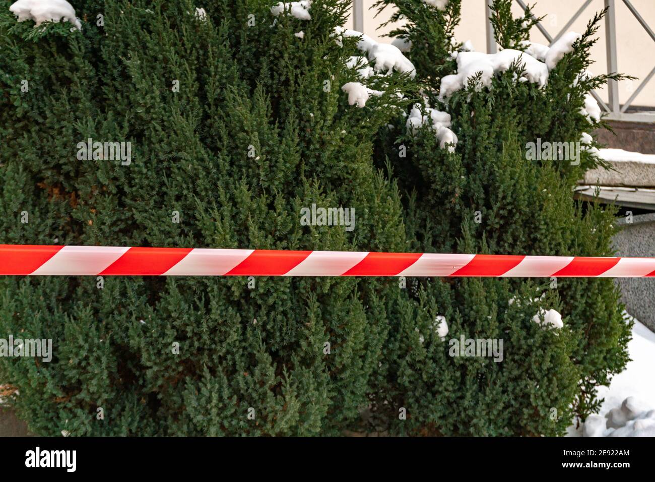 Spruce bushes and red and white striped tape, barrier striped tape Stock Photo