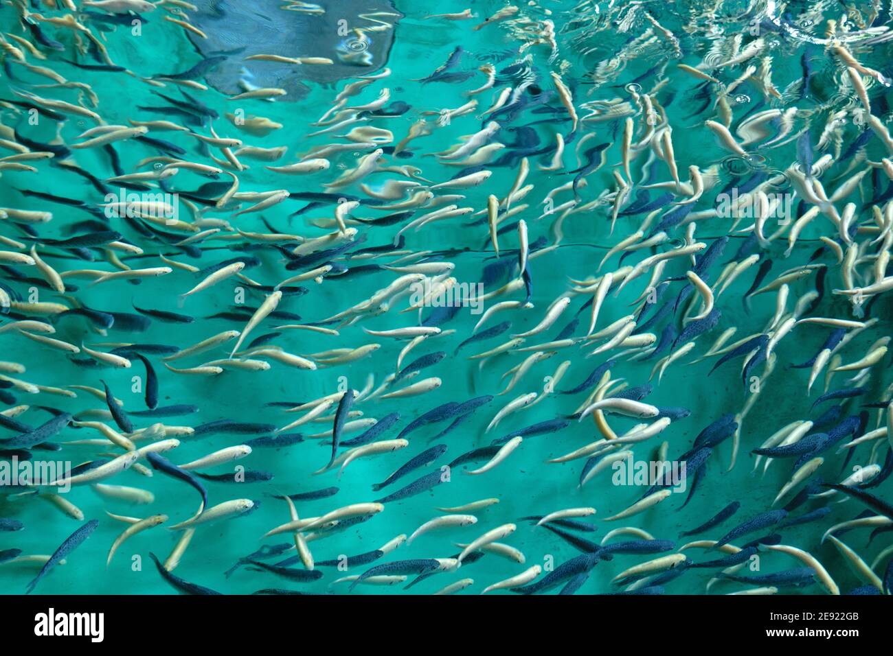flock fish in a trout farm. Breeding trout for the food industry. Trout farming, fishing, freshwater fish farming. Stock Photo