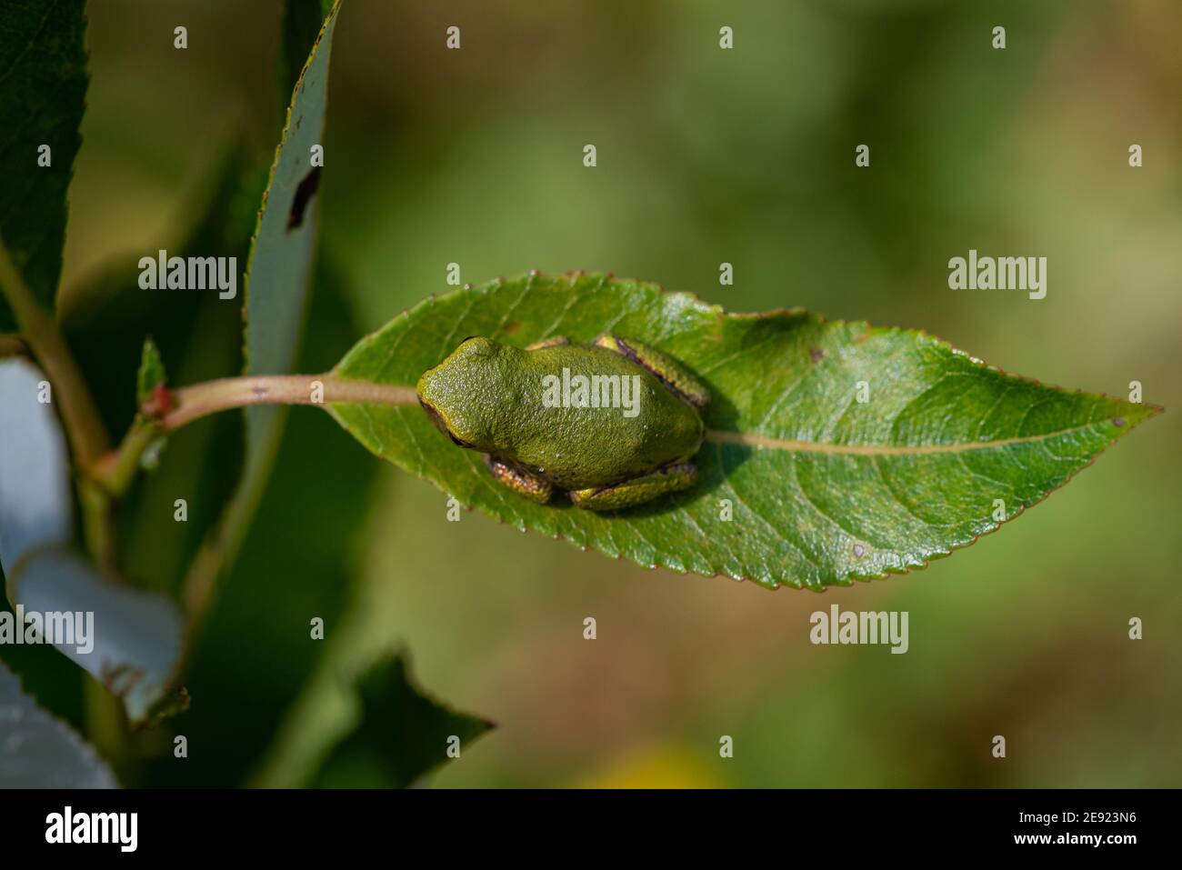 A Gray Treefrog sitting on a leaf in summer. Stock Photo