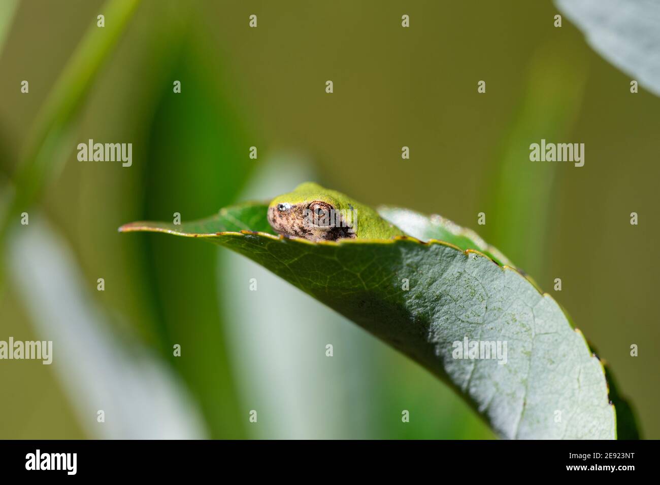 A Gray Treefrog sitting on a leaf in summer. Stock Photo