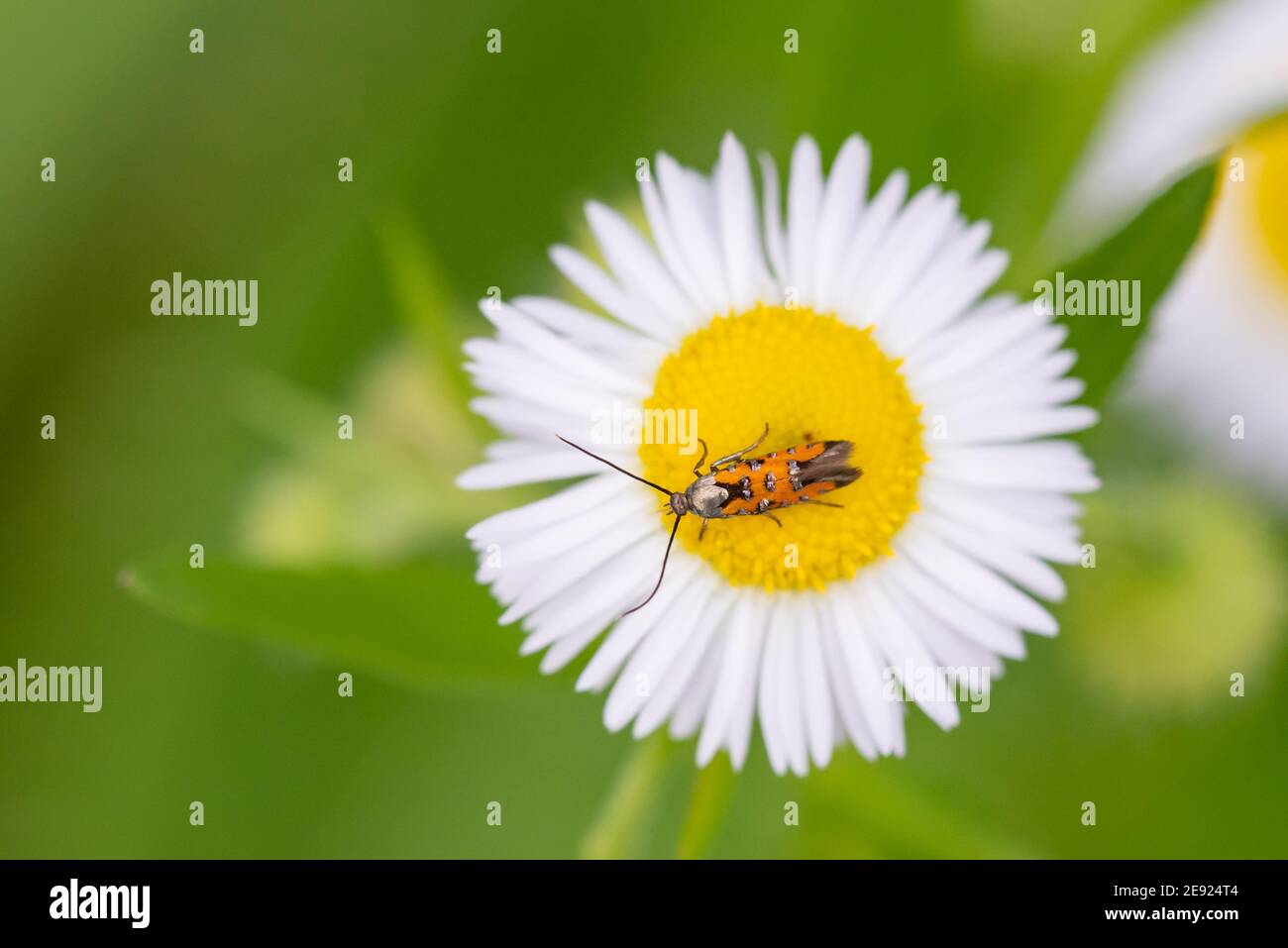 A Linnaeus's Spangle-wing Moth perched on a daisy flower in the summer in Wisconsin. Stock Photo