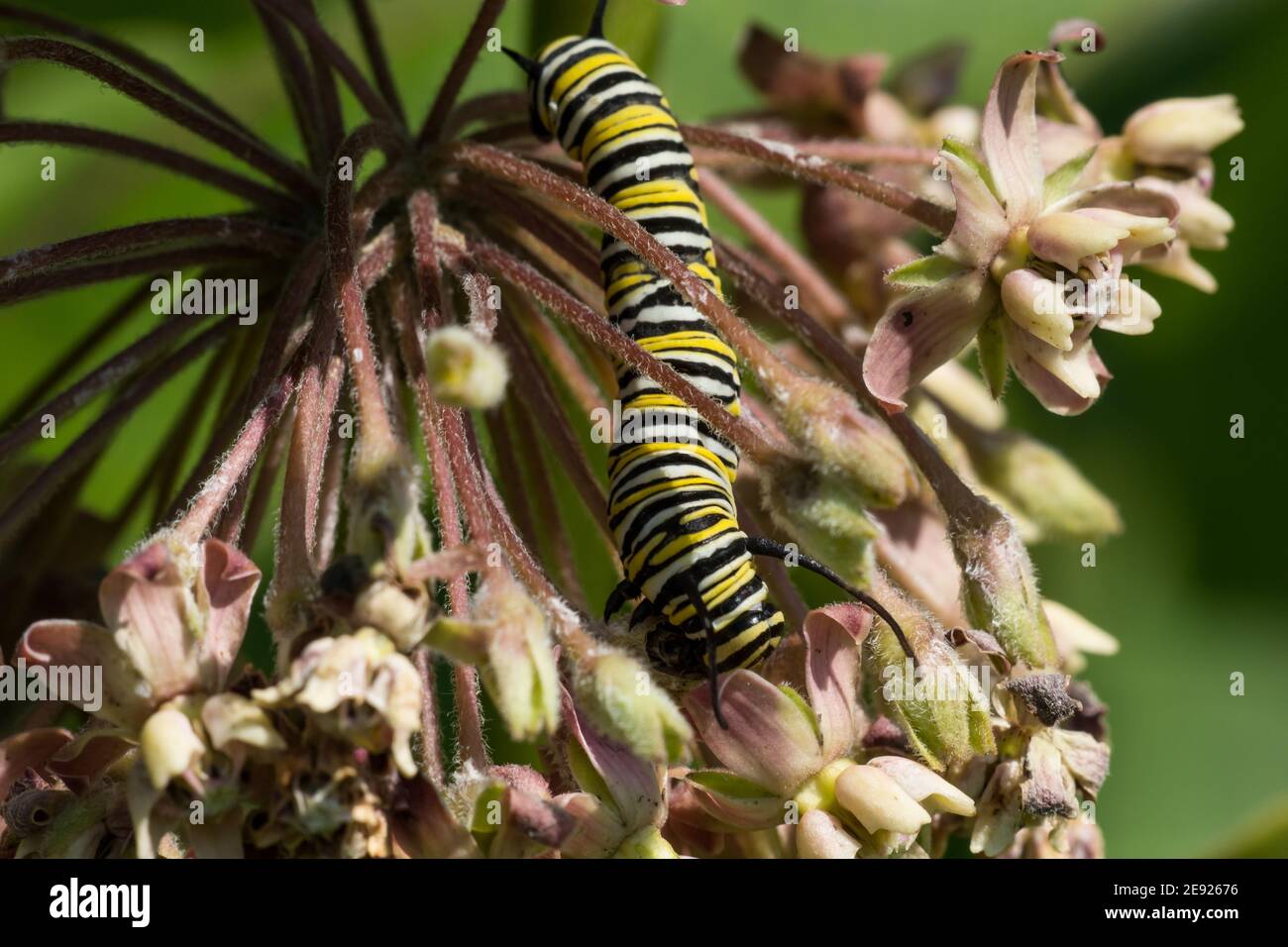 A Monarch Caterpillar instar eating from a milkweed plant Stock Photo