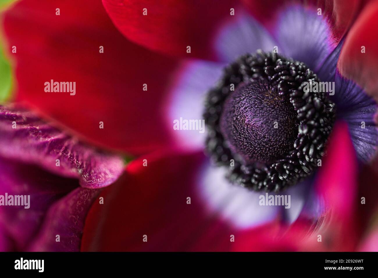 The pistils and stamens, the heart of the flower. Close up anemones in glass vase. The concept of a florist in a flower shop. Wallpaper. Stock Photo