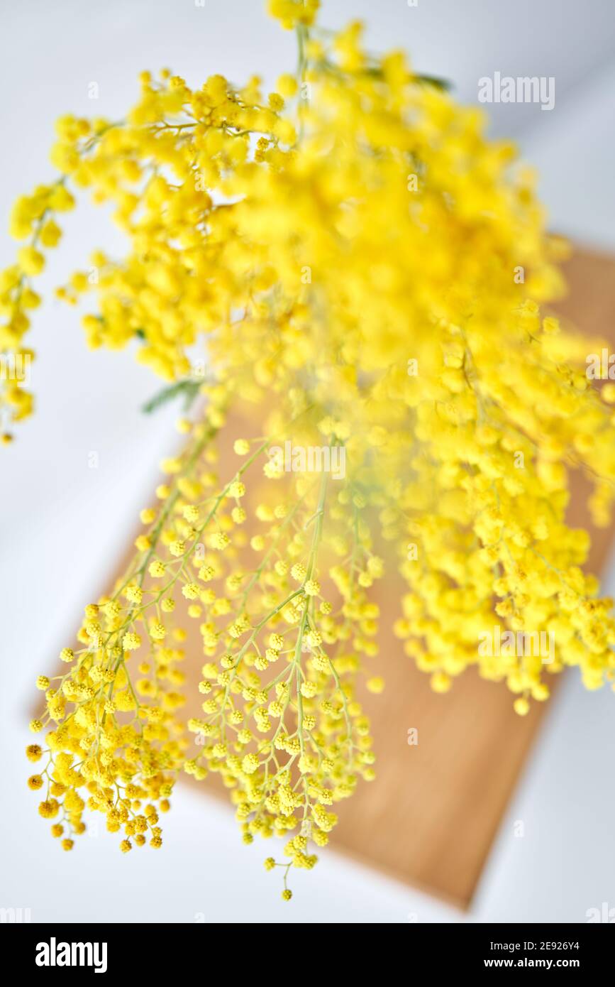 Beautiful sprigs of mimosa in glass vase on windowsill. Yellow sunny flowers on white table near the window Stock Photo