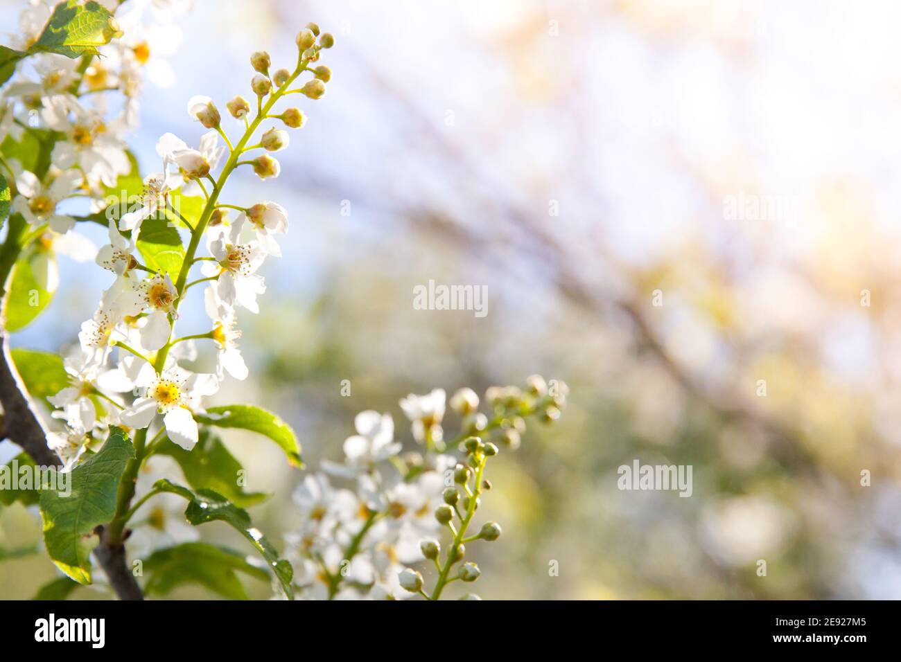 natural background Bird cherry blooming. Bird cherry blossoms in spring. Stock Photo