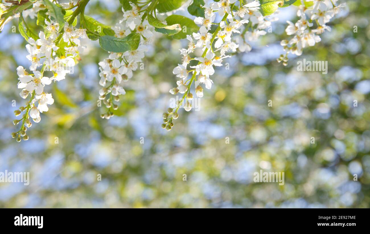 natural background Bird cherry blooming. Bird cherry blossoms in spring. A branch of a blossoming tree. Stock Photo