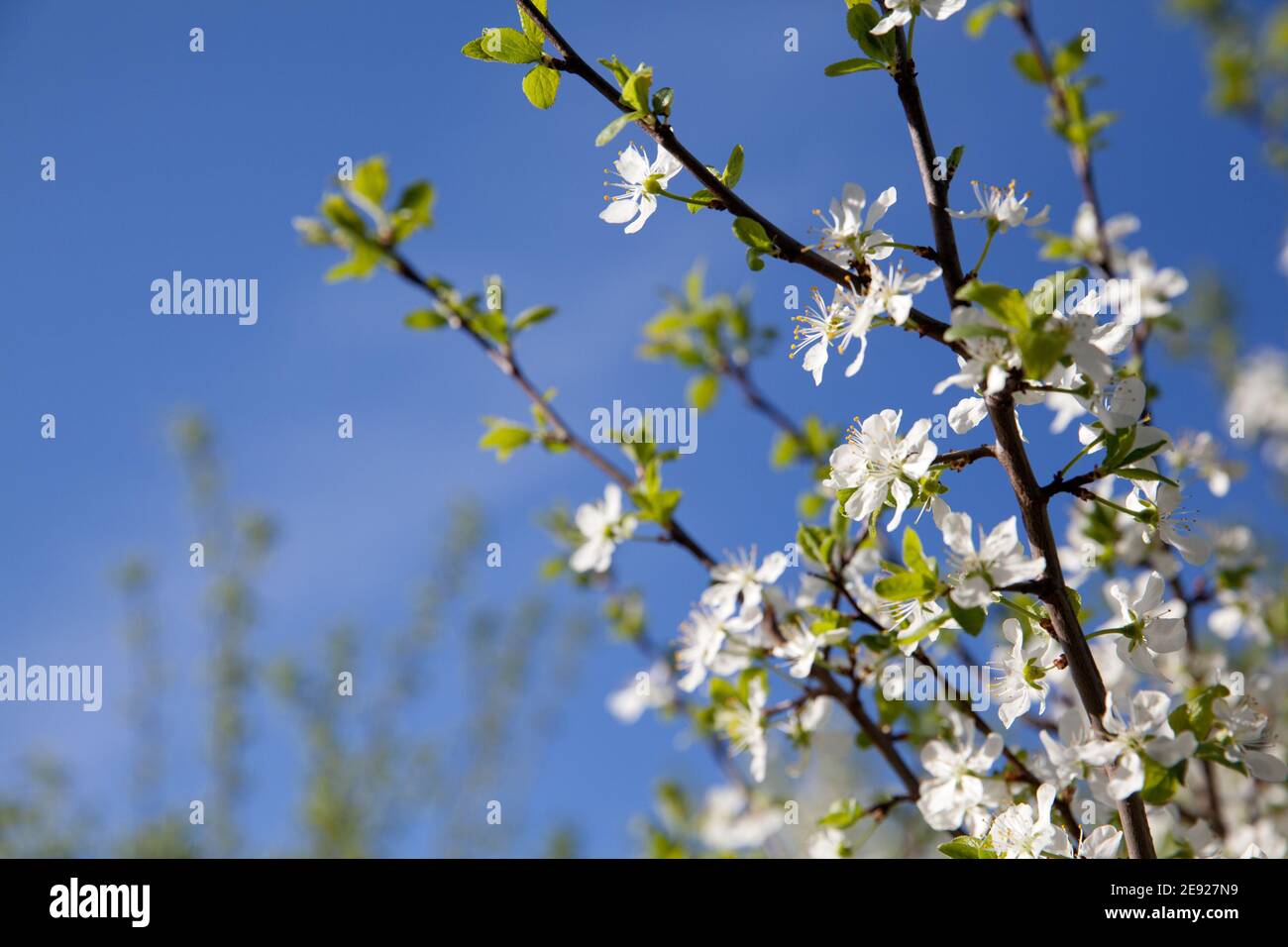 Branch with white flowers. Blooming cherry. Cherry tree with white flowers in spring, close-up. Sunny weather and blossoming trees in spring. Stock Photo