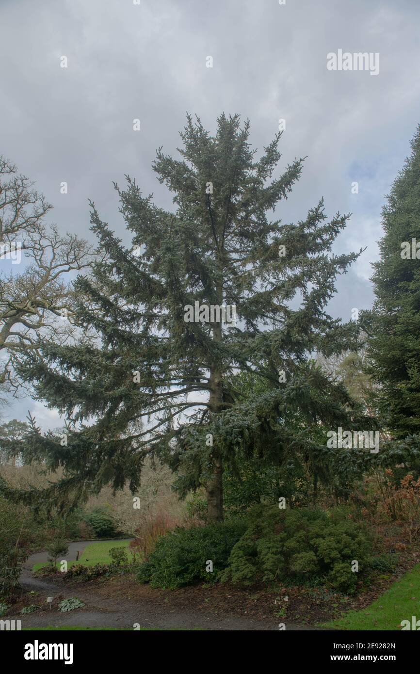 Winter Foliage of a Hondo Spruce Tree (Picea jezoensis subsp. hondoensis) Growing in a Woodland Garden in Rural Devon, England, UK Stock Photo