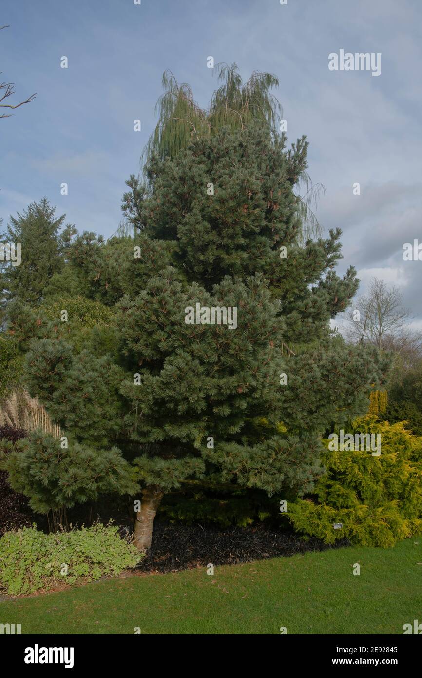 Dark Green Winter Foliage and on a Weymouth or Eastern White Pine Tree (Pinus strobus 'Kruger's Lilliput') Growing in a Garden in Rural Devon, England Stock Photo