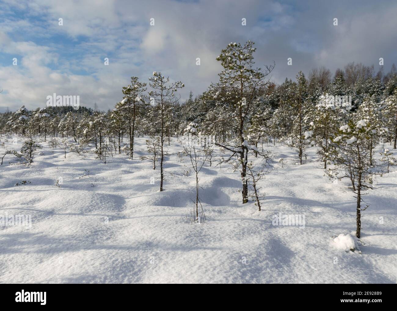 Bog snow on sale