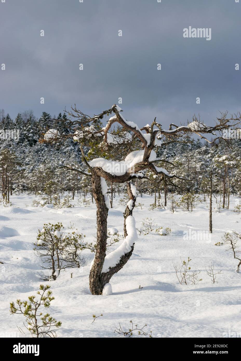 Bog snow on sale