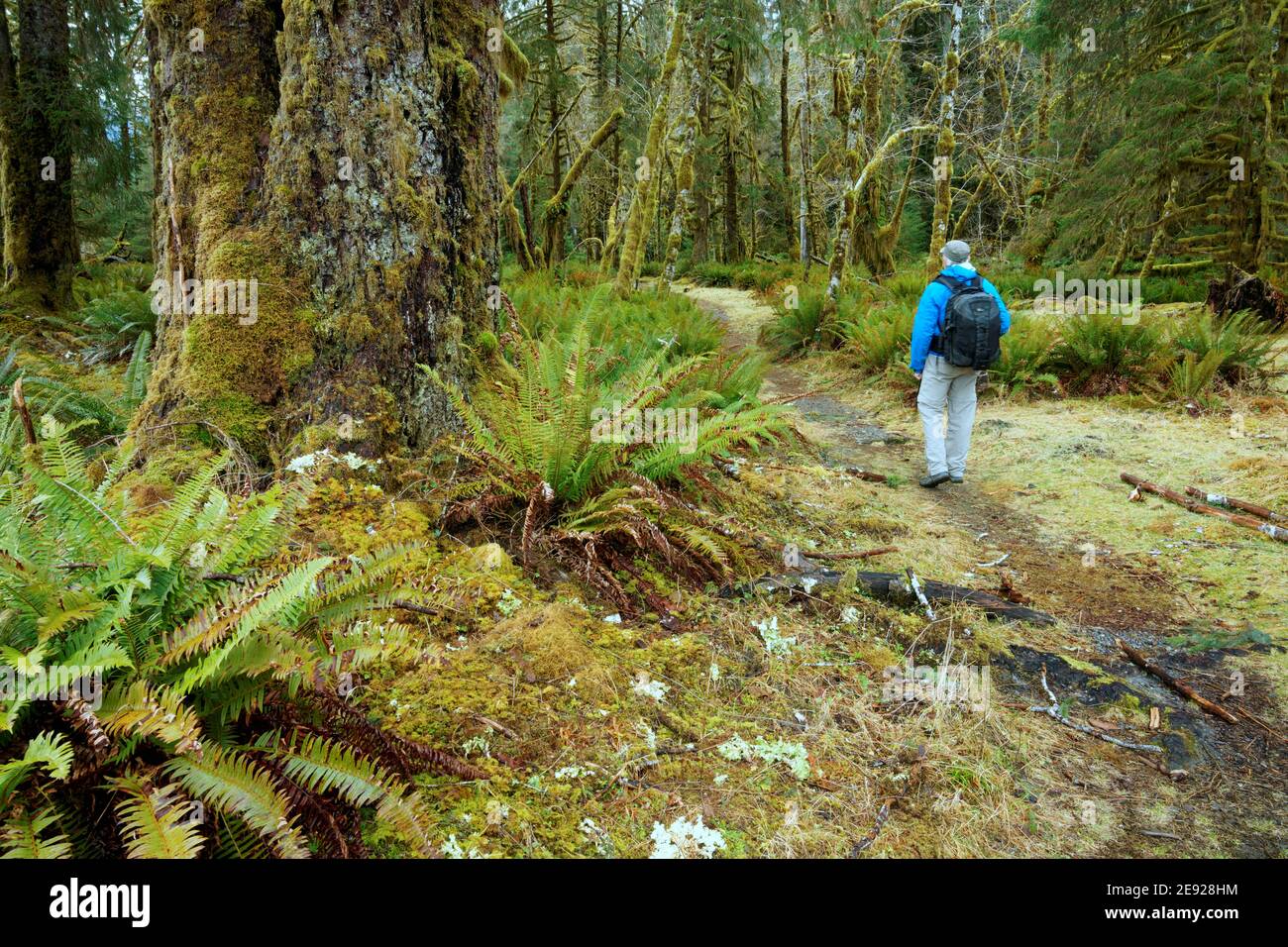 Man hiking through old-growth temperate rain forest on Spruce Nature Trail, Hoh Rain Forest, Olympic National Park, Jefferson County, Washington, USA Stock Photo