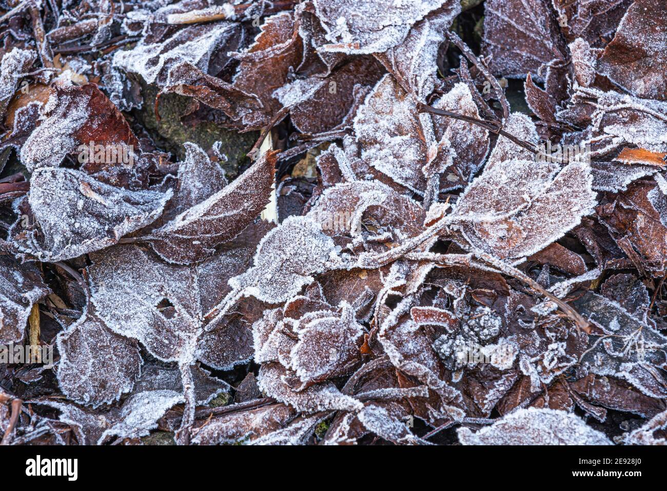 Frost on dead leaves Stock Photo