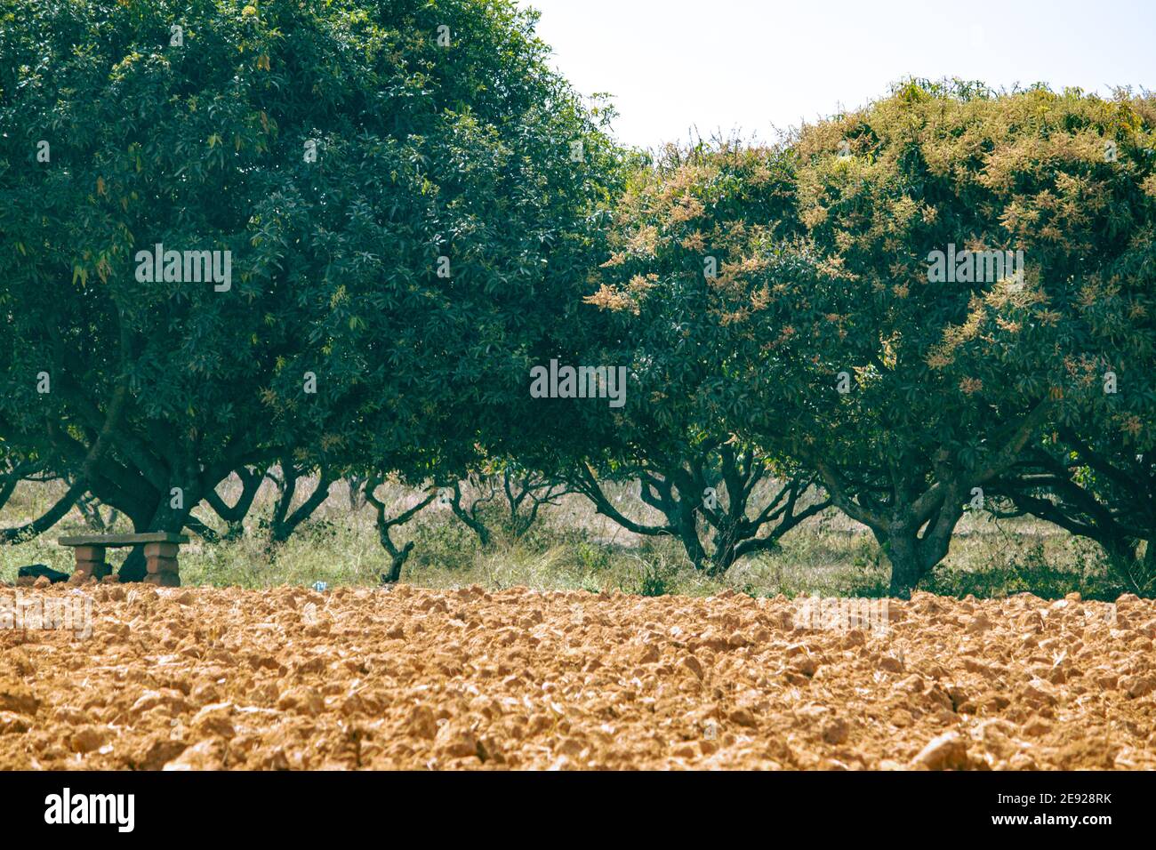 View of Mango tree plantation with ploughed land in foreground. Mango