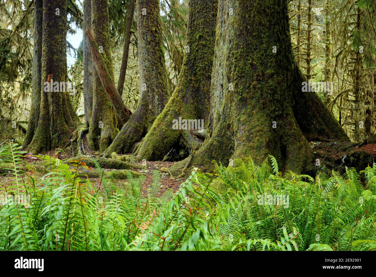 Western sword fern (Polystichum munitum) and trunks of Sitka spruce trees growing in a line on a fallen nurse log, Spruce Nature Trail, Hoh Rain Fores Stock Photo