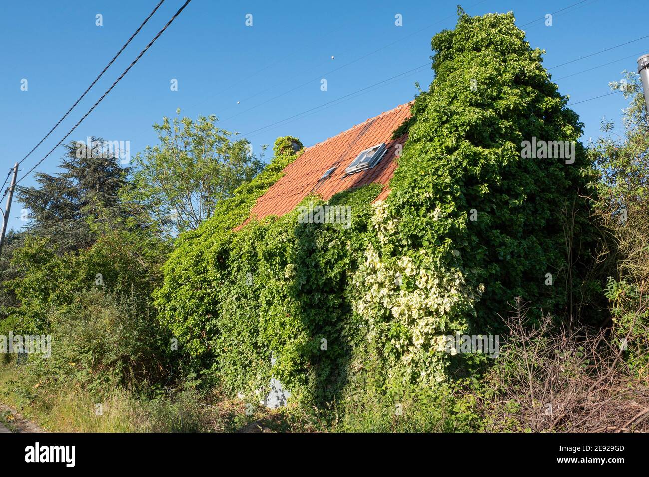 Old abandoned house completely overgrown with ivy Stock Photo