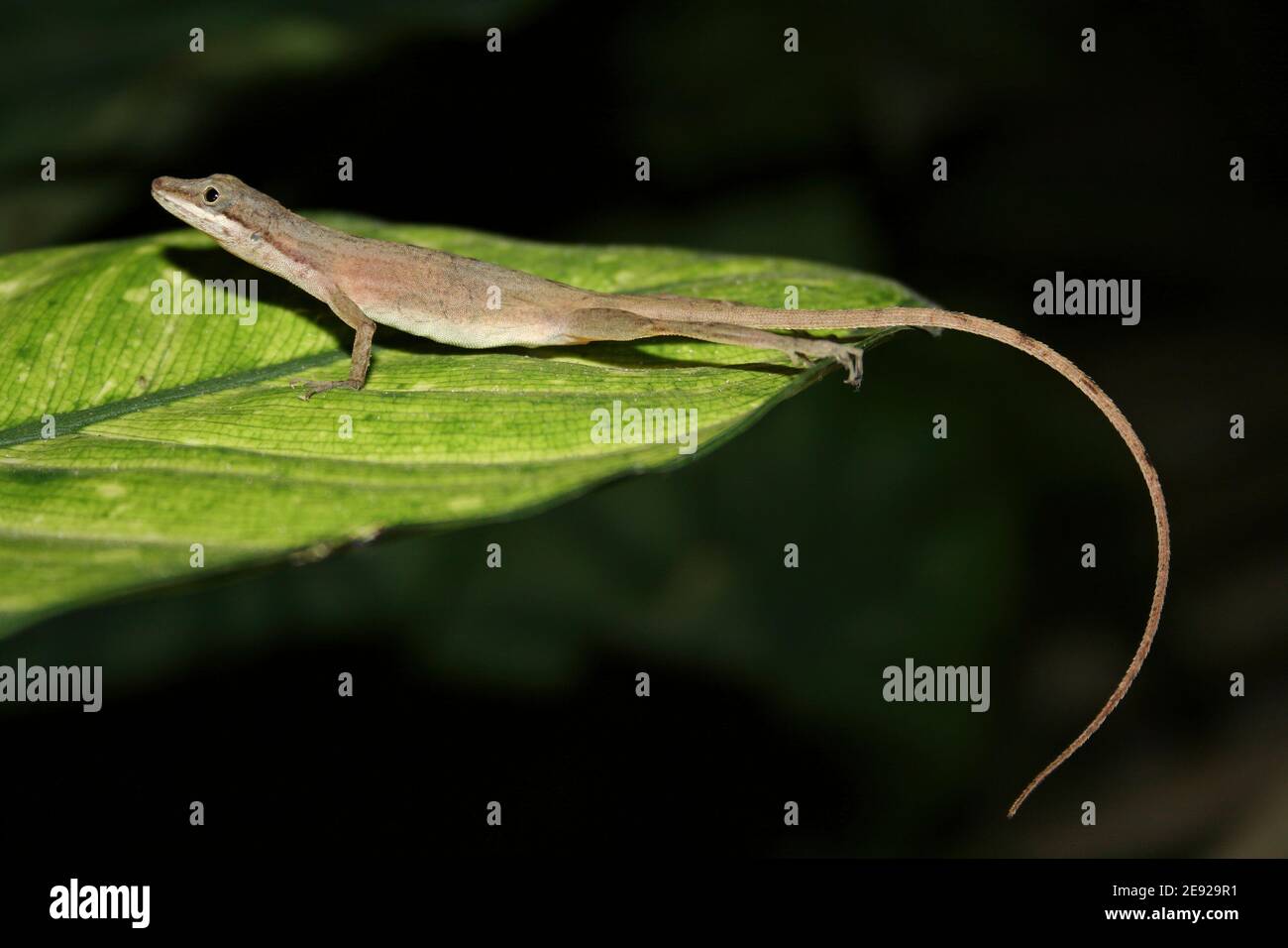 Anole Lizard - Border Anole (a.k.a. Slender Anole) Anolis limifrons at Night, Costa Rica Stock Photo