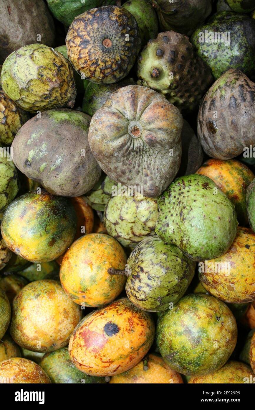 Cherimoya Fruit - Annona cherimola Stock Photo