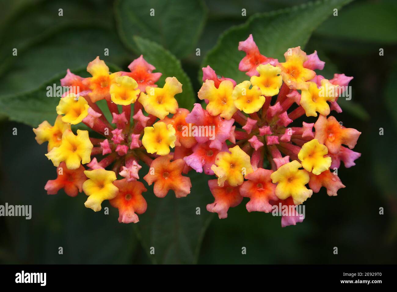 Lantana camara Flowers Stock Photo