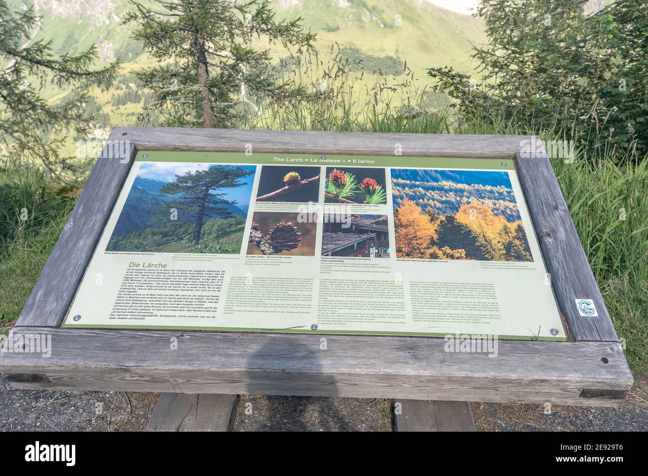 Grossglockner, Austria - Aug 8, 2020: Info board about larch tree on high alpine road Stock Photo