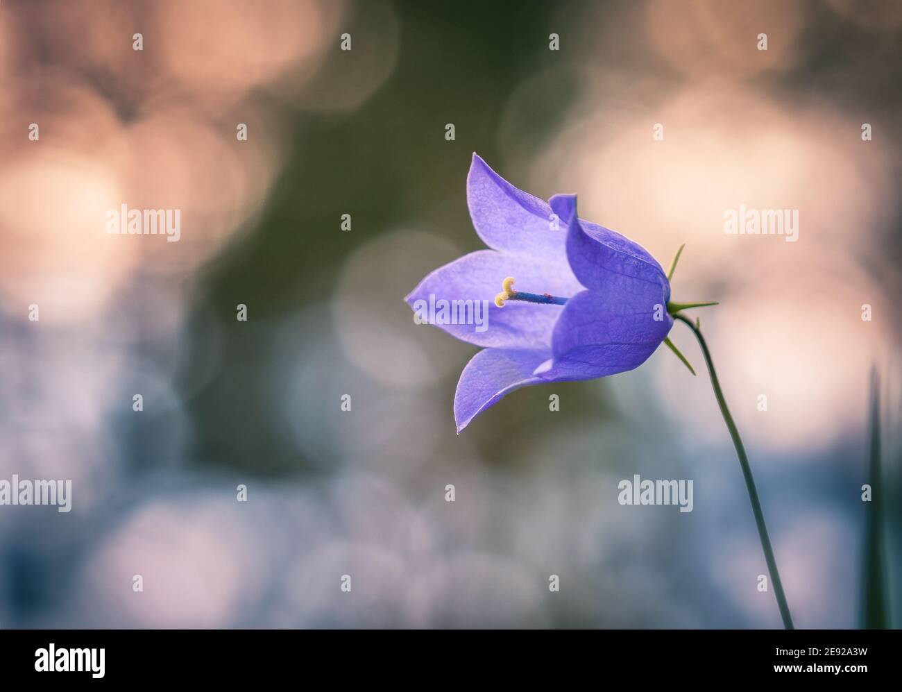 Bluebell flower close up with bokeh in background at summer evening in Finland Stock Photo