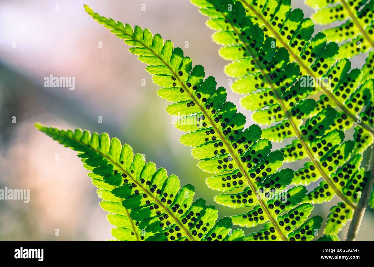 Green fern leaf with bokeh background at bright summer day in Finland Stock Photo