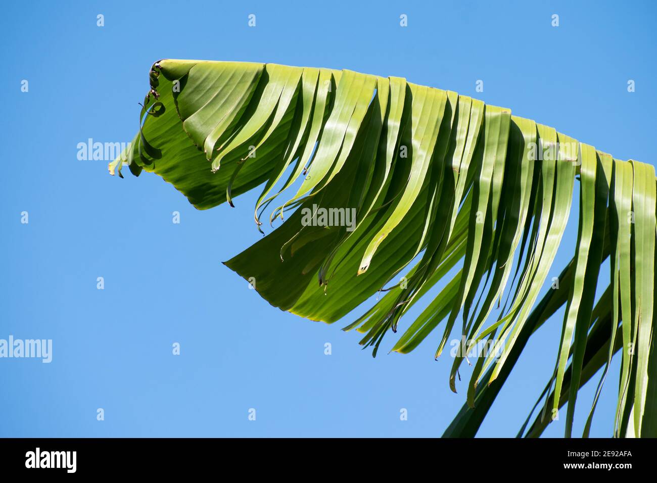 Partial side view of a shredded, green banana leaf as it blows in the wind, isolated against the bright blue sky. Stock Photo