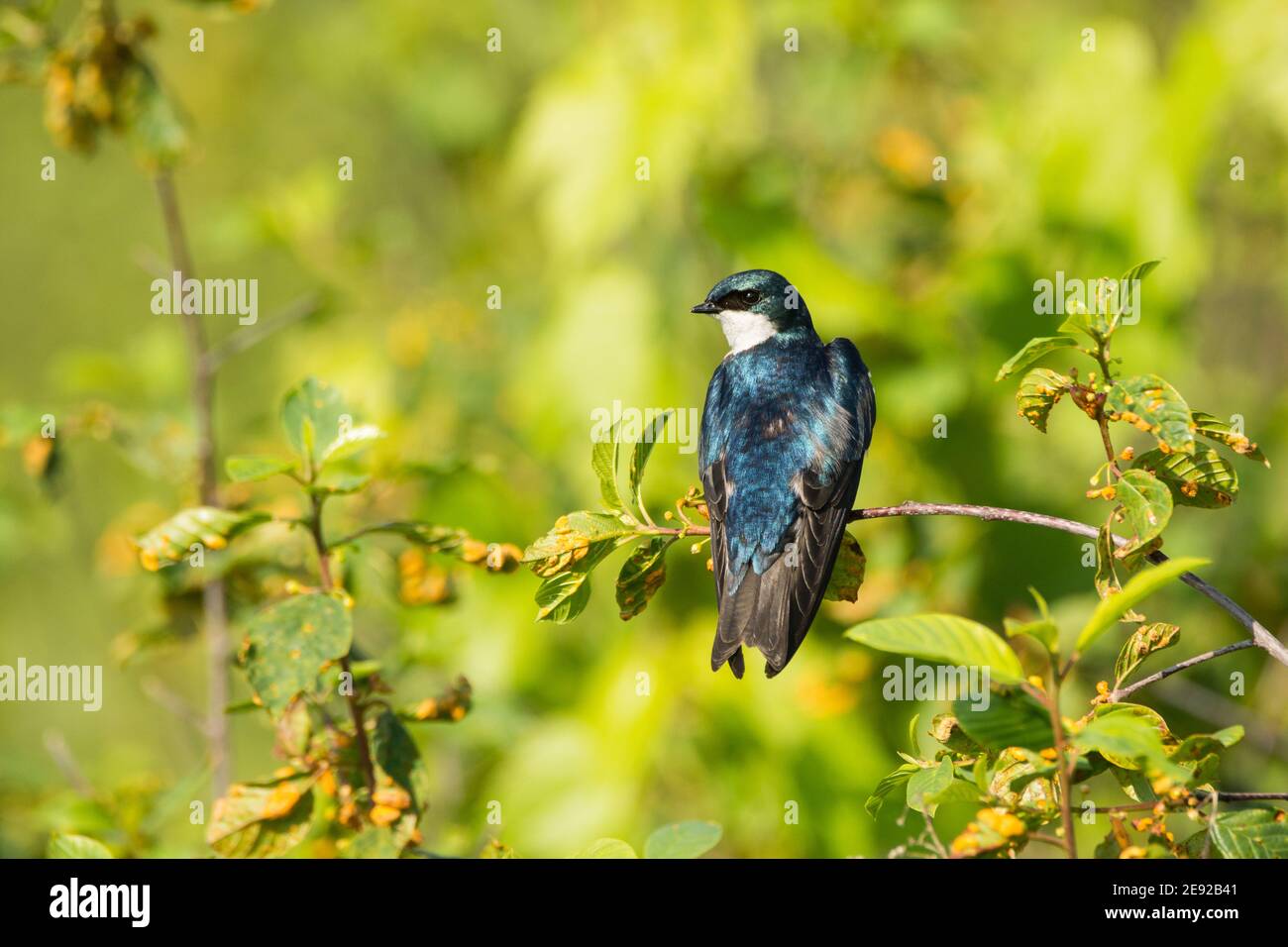 A Tree Swallow perched on bush near a nest box. Stock Photo