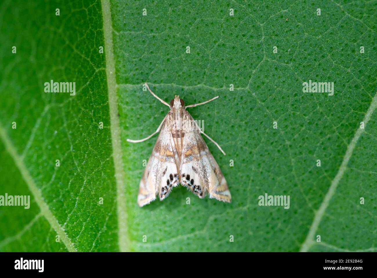 A Two-banded Petrophila Moth perched on a leaf in the summer in Wisconsin. Stock Photo