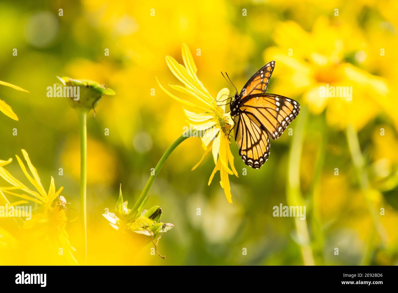 Viceroy Butterfly feeding from a wildflower. Stock Photo