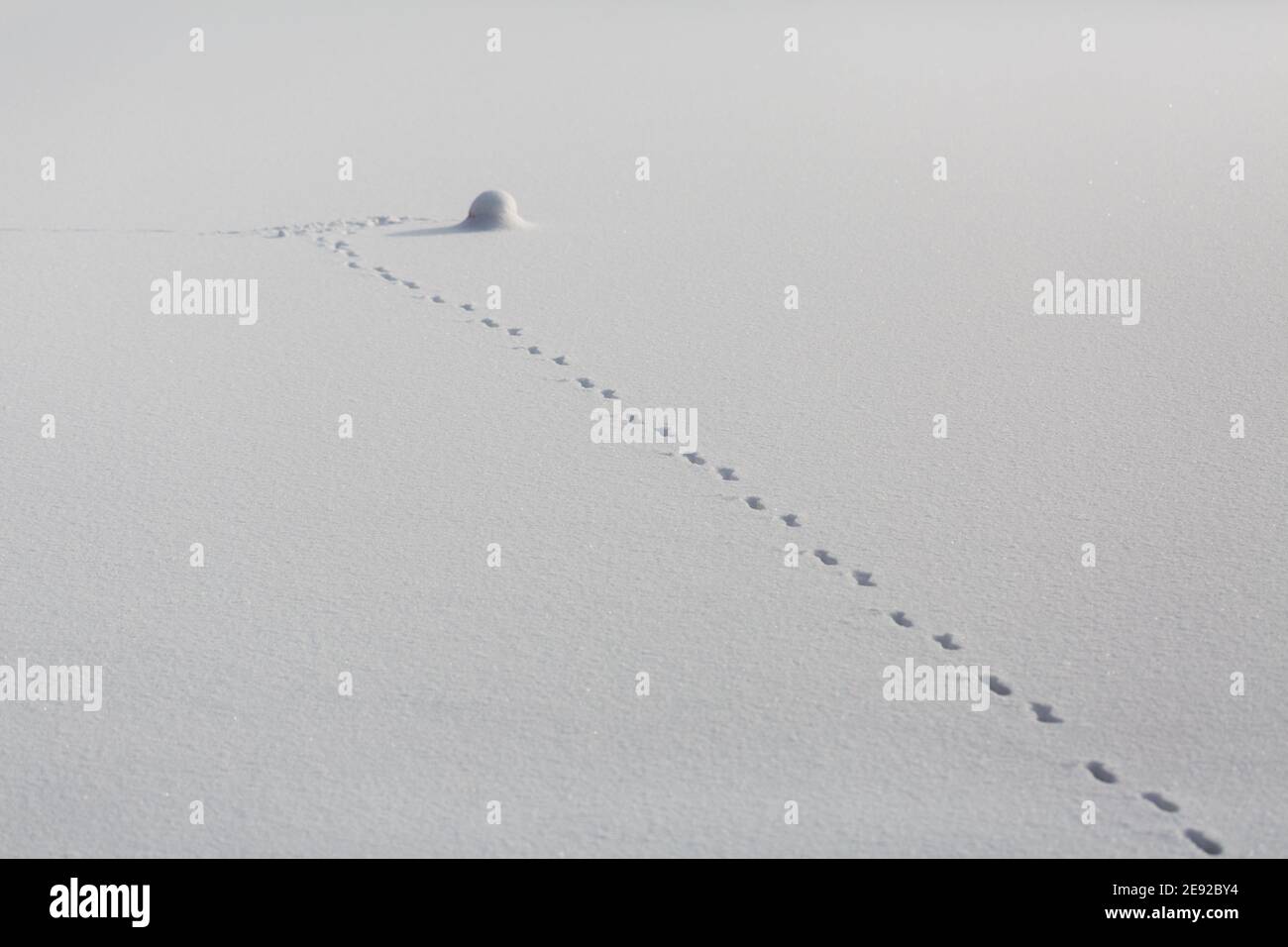 Footprints in the snow leading to an object covered with snow. With tracks of an unknown animal. Stock Photo