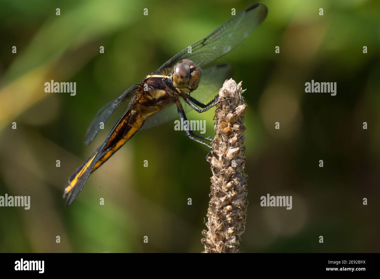A Widow Skimmer dragonfly perched on a plant Stock Photo - Alamy