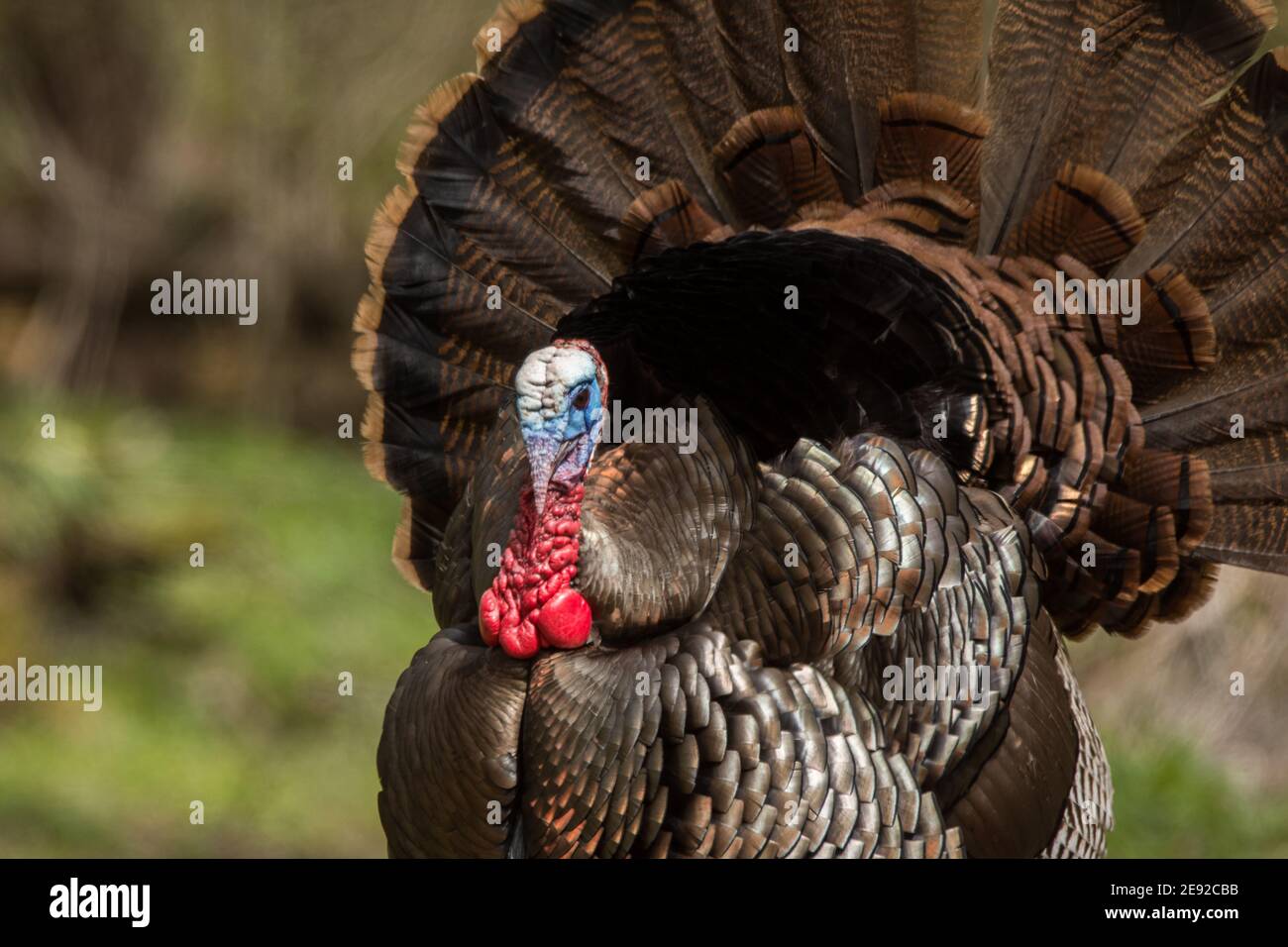 Wild turkey hen beard hi-res stock photography and images - Alamy