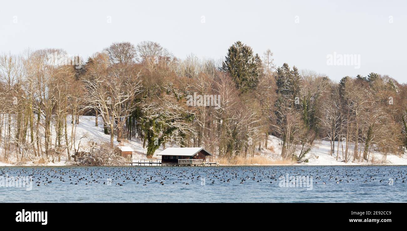 Winter landscape at Starnberger See. With wooden boathouse and a large group of ducks. Panorama format. Stock Photo