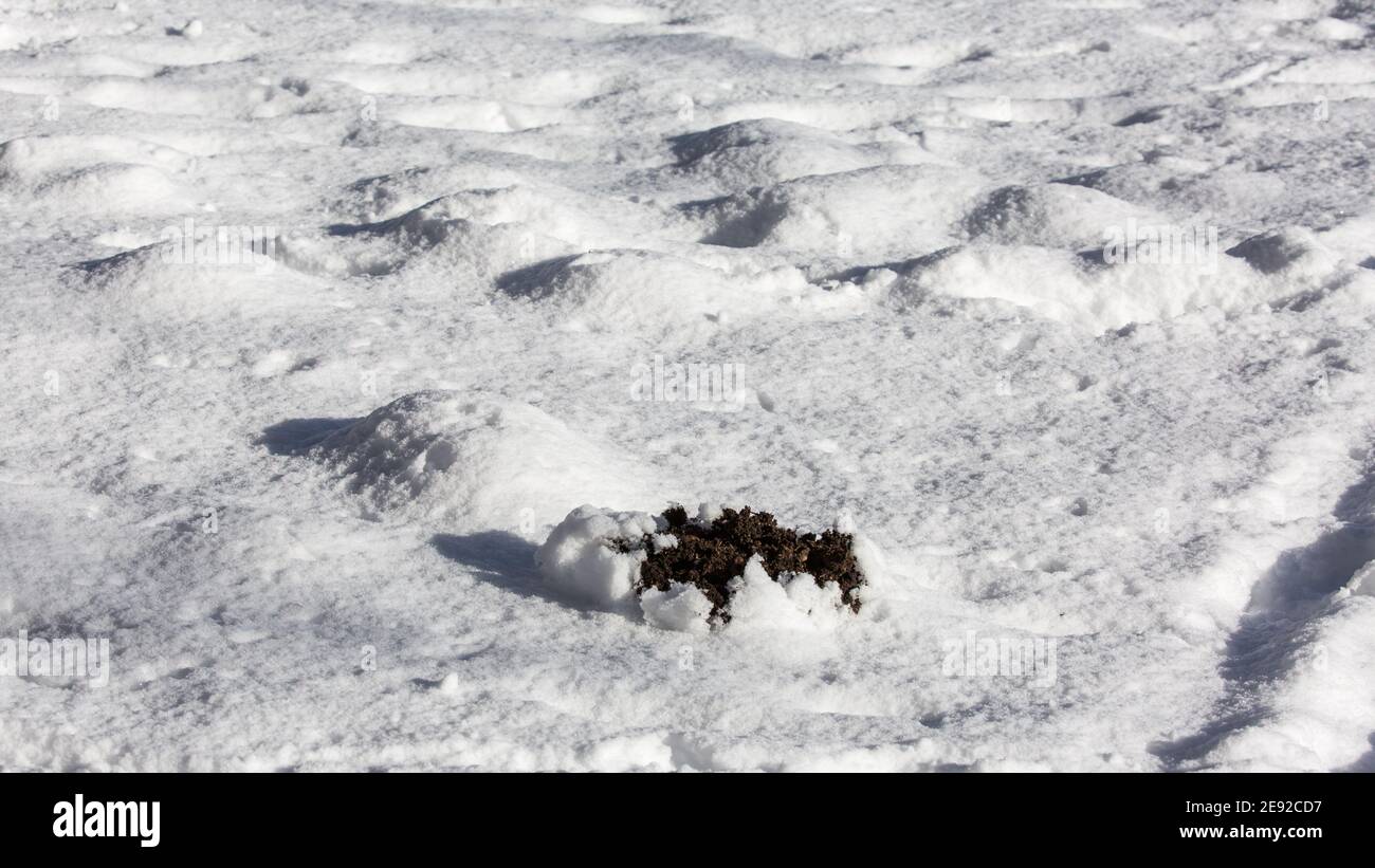 Freshly dug molehill peeking out from the otherwise snow-covered ground. Moles do not hibernate. Stock Photo