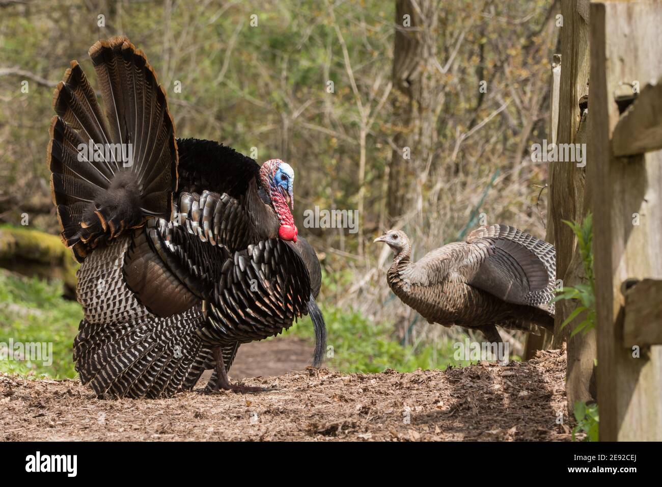 A Tom Wild Turkey displaying to a hen hoping to mate Stock Photo Alamy