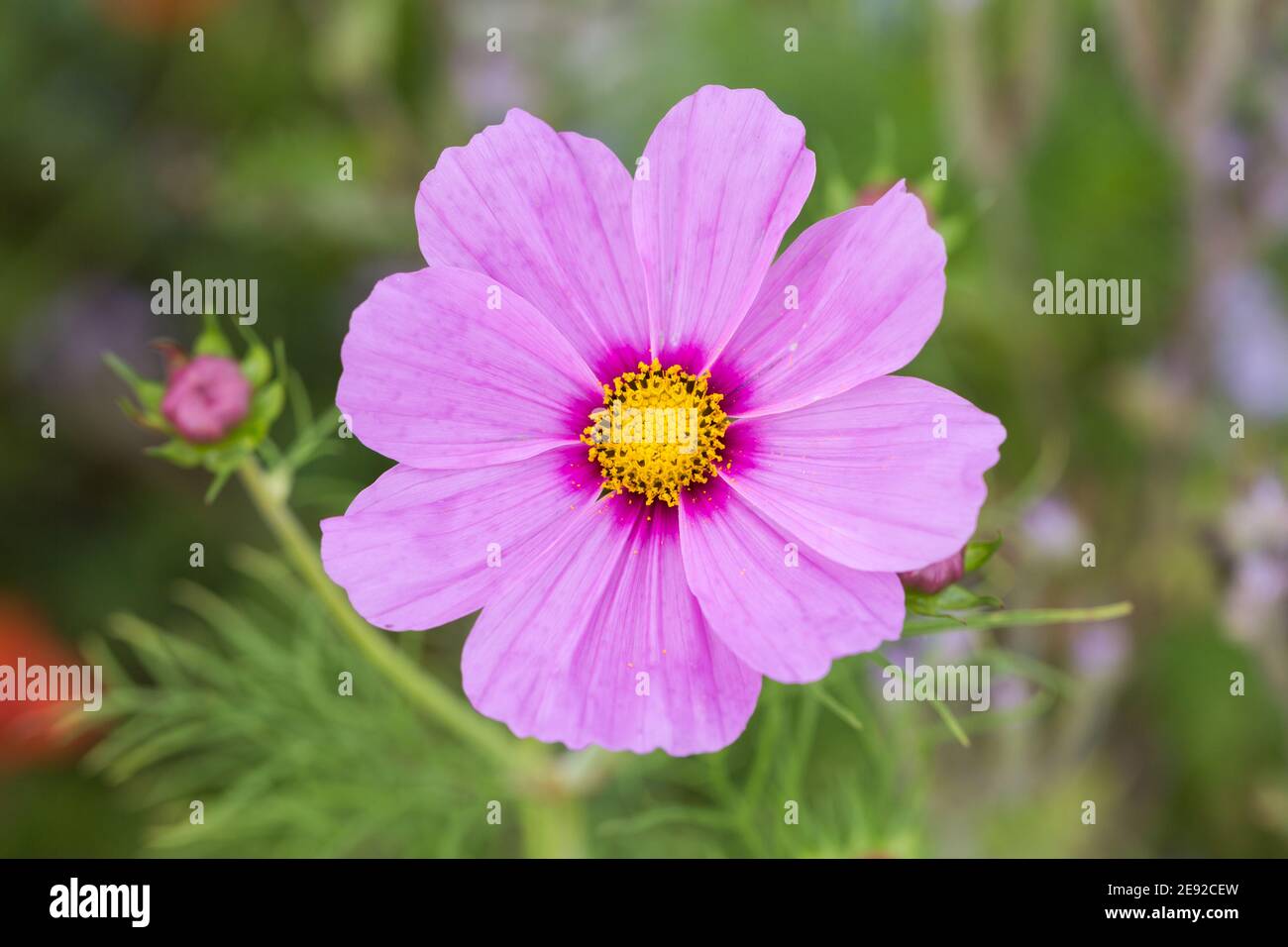 Close-up of a pink garden cosmos flower (latin name: Cosmos bipinnatus). Top down view. Stock Photo