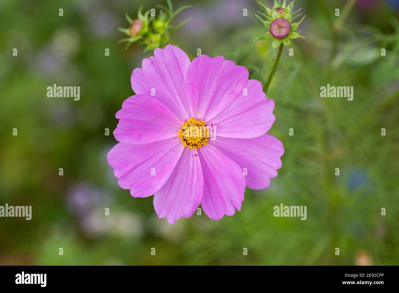 Top down view on a pink garden cosmos flower. Also known as mexican aster (latin name: Cosmos bipinnatus) Stock Photo