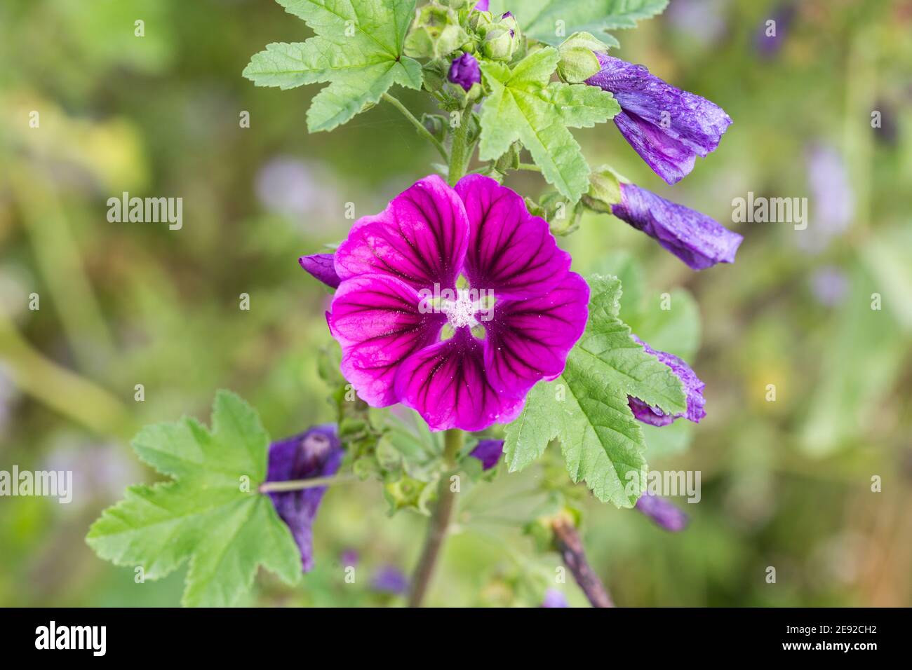 Blooming Malva sylvestris (commonly known as common mallow). Purple flower, blurry background. Stock Photo