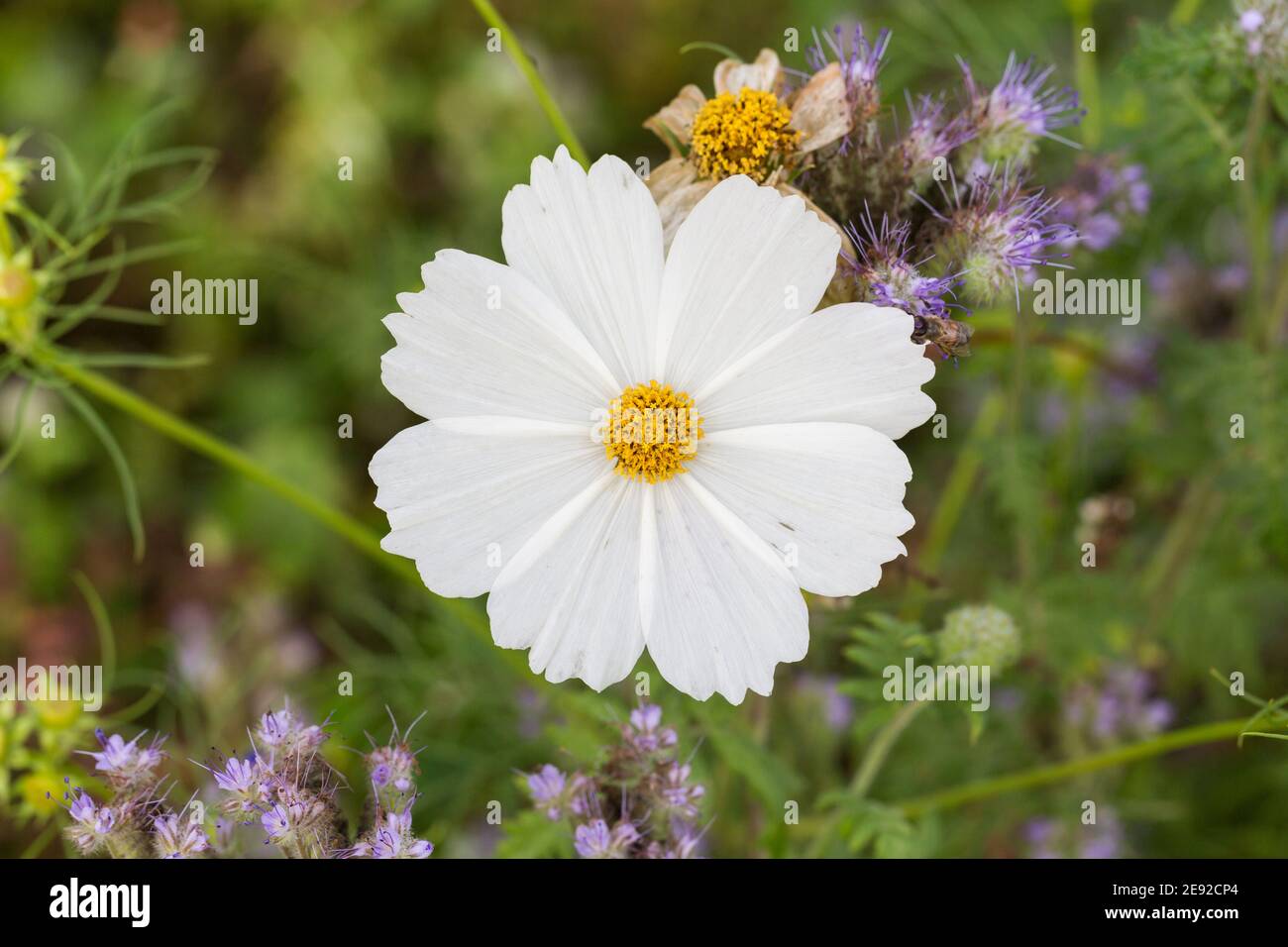 Top down view and close-up of a Cosmos bipinnatus flower (also known as garden cosmos or mexican aster). Eight white petals. Stock Photo