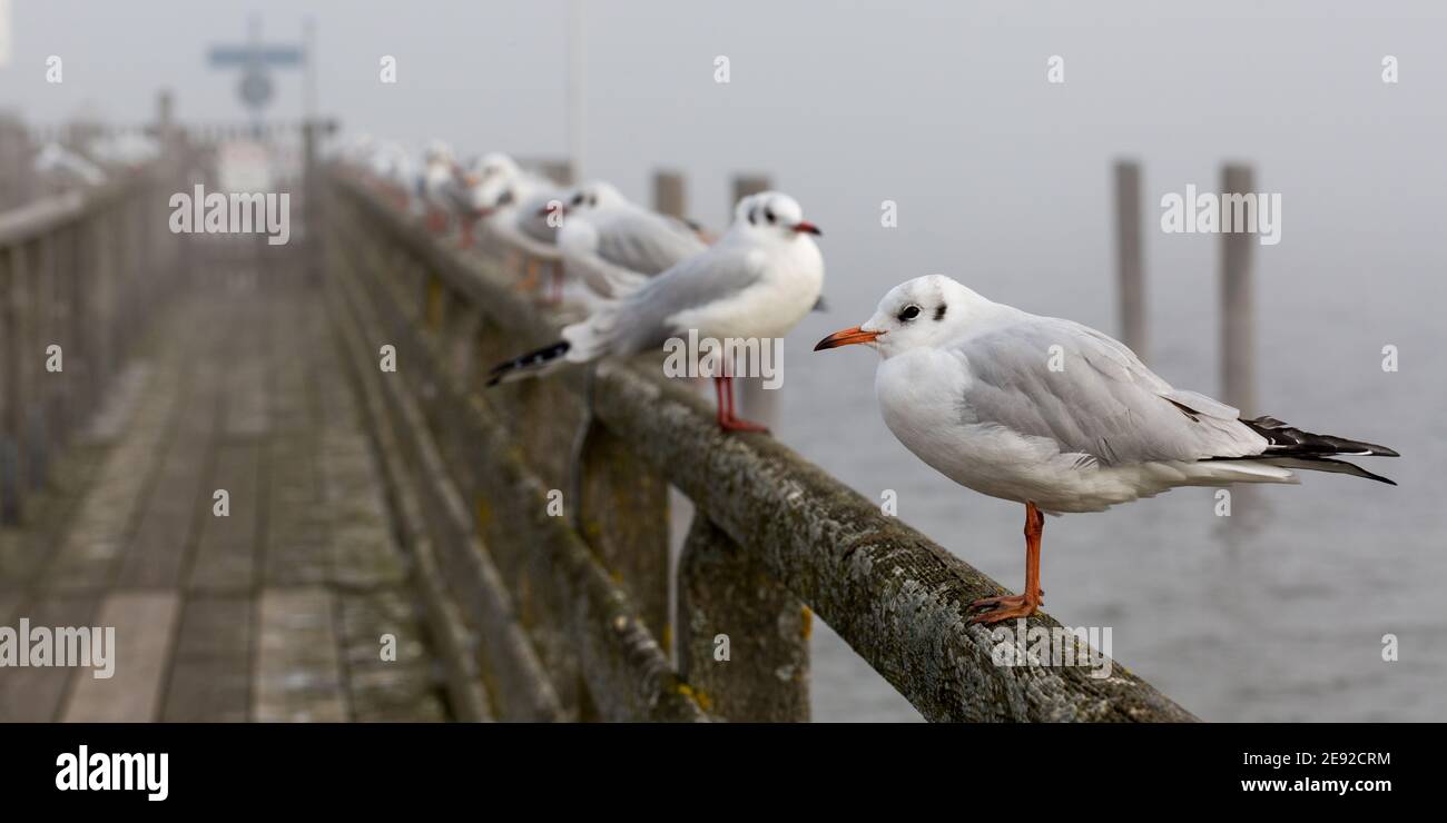A group of seagulls (black-headed gulls, Chroicocephalus ridibundus) on the handrail of a wooden jetty. Lined up in a row. Stock Photo