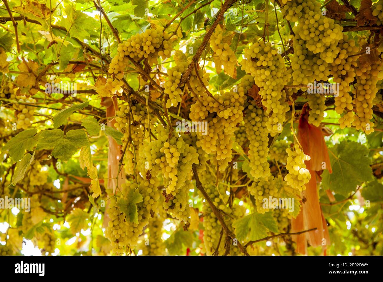 Dried grapes on the vines hi-res stock photography and images - Alamy